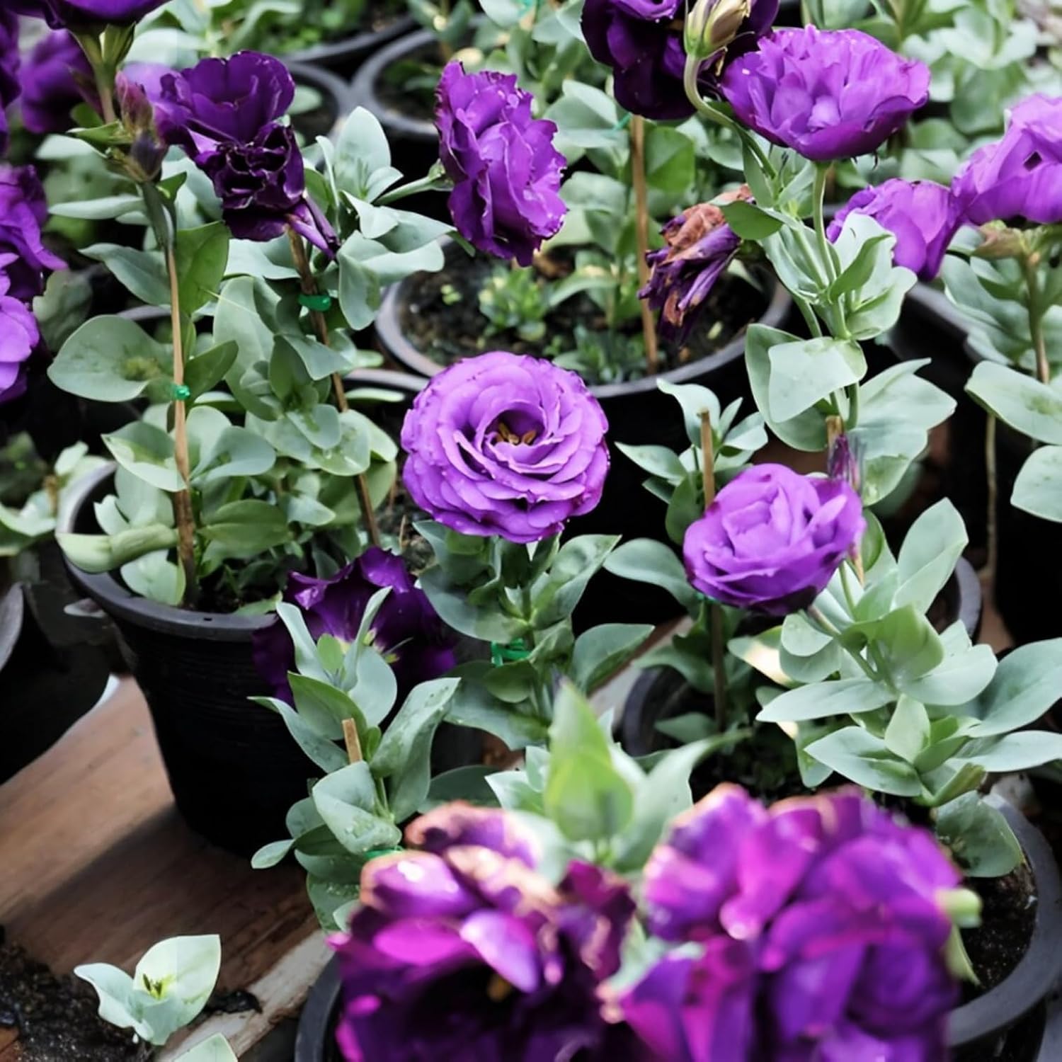 Lisianthus Plant/Eustoma plant/Prairie gentian (Multicolor, Pack of 1)